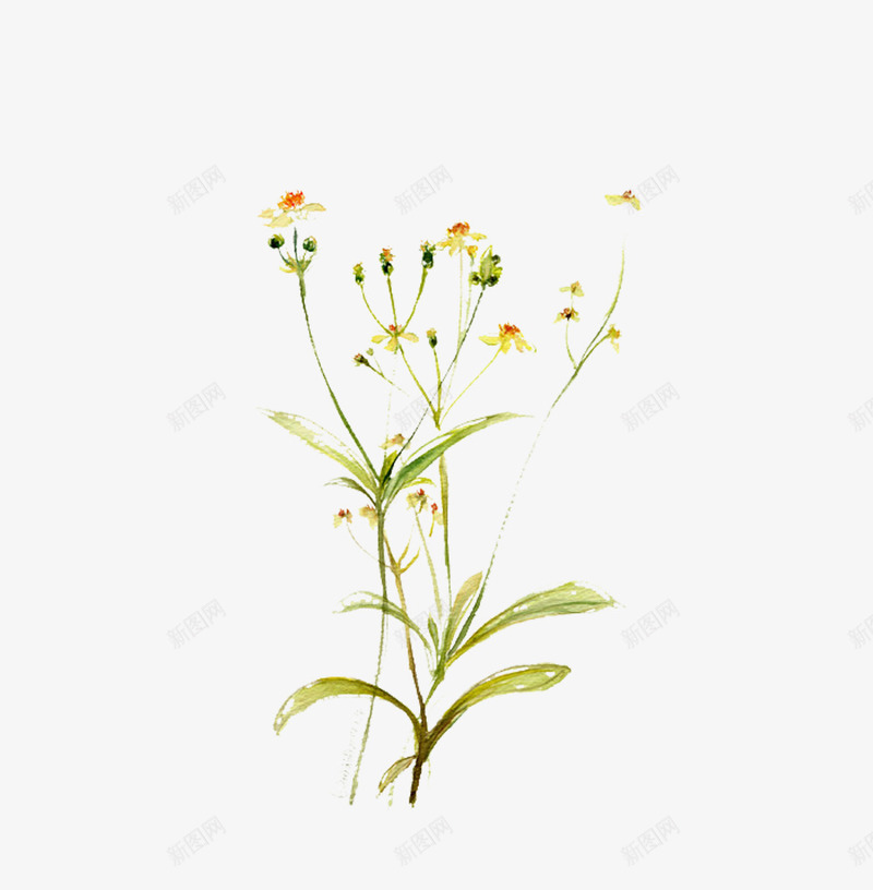 野生雏菊png免抠素材_新图网 https://ixintu.com 手绘 植物 清新 花朵 菊花 雏菊