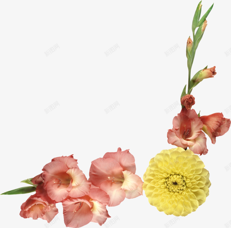 卡通手绘花朵装饰png免抠素材_新图网 https://ixintu.com 植物 粉色花朵 菊花 鲜花 黄色