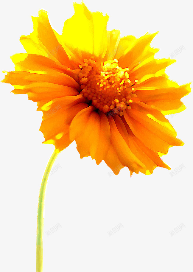 黄色夏季菊花花朵装饰png免抠素材_新图网 https://ixintu.com 夏季 花朵 菊花 装饰 黄色