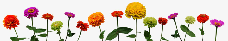 各色菊花九月菊png免抠素材_新图网 https://ixintu.com 九月 各色 菊花