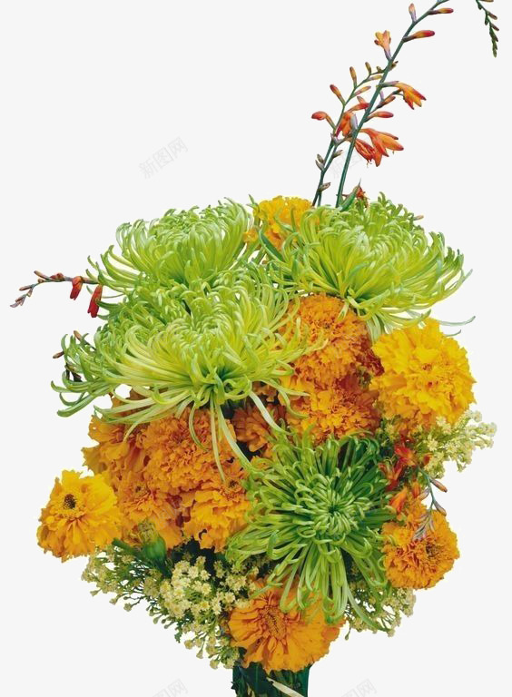 绿色菊花png免抠素材_新图网 https://ixintu.com 大菊花 绿色 菊花 黄色花