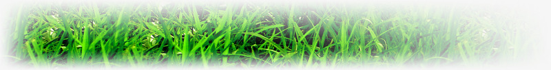 春天模糊草地植物png免抠素材_新图网 https://ixintu.com 春天 植物 模糊 草地