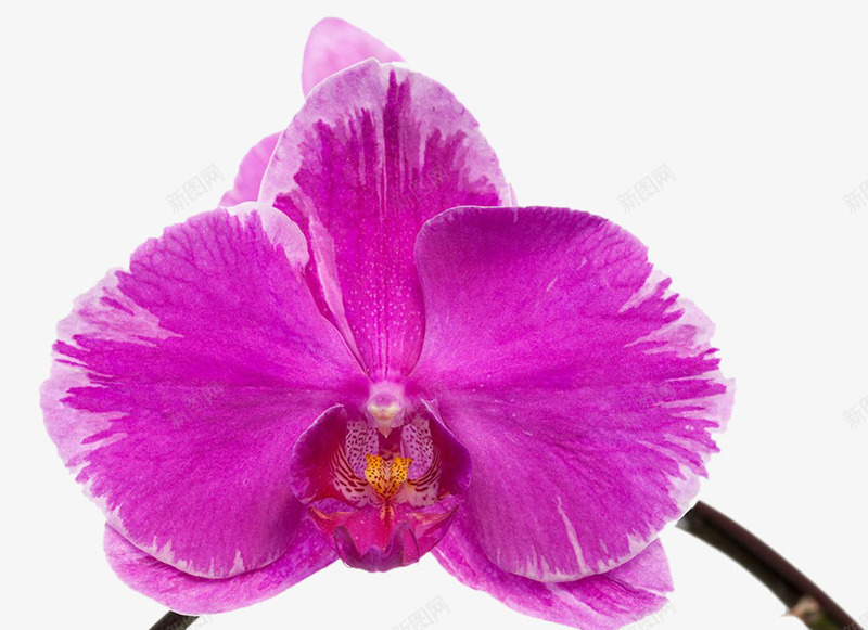 一朵胡姬花png免抠素材_新图网 https://ixintu.com 漂亮 漂亮的胡姬花 紫色鲜花 胡姬花 花朵 花枝 花瓣 花香