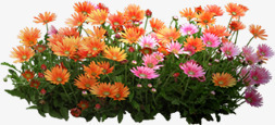 彩色个性花朵美景png免抠素材_新图网 https://ixintu.com 个性 彩色 美景 花朵