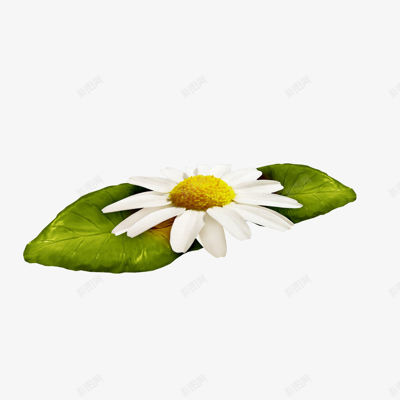 一叶花png免抠素材_新图网 https://ixintu.com 一叶花 已经 绿色 菊花