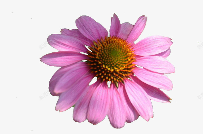 菊花免费png免抠素材_新图网 https://ixintu.com 免扣 免扣素材 植物 母菊 粉色