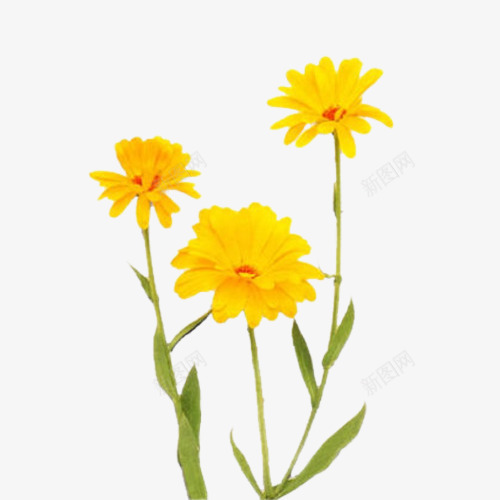 黄色金盏菊花png免抠素材_新图网 https://ixintu.com 花 菊花 金盏菊 黄色