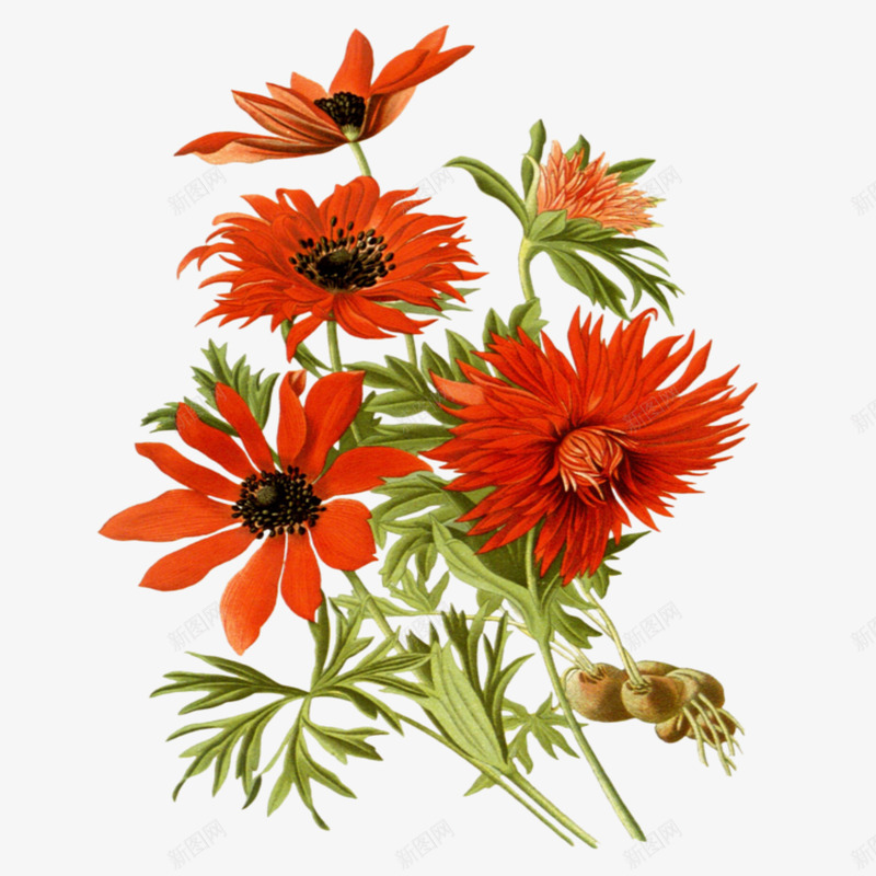 重阳节大红色菊花花朵装饰免psd免抠素材_新图网 https://ixintu.com 300像素 PNG透明底 大红色菊花 背景 花朵 装饰 重阳节 重阳节大红色菊花花朵装饰免下载