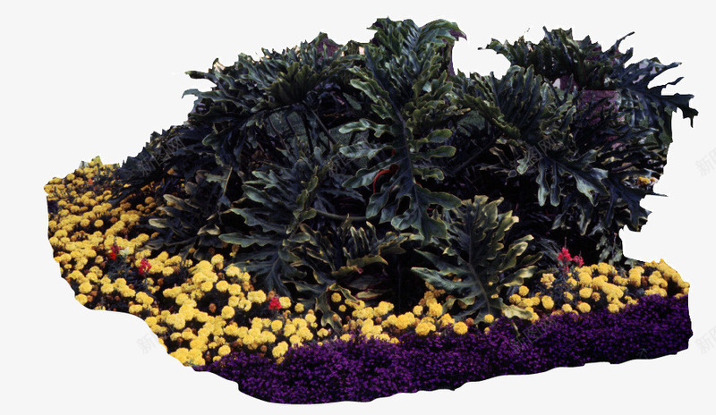 景观花坛一脚小菊花png免抠素材_新图网 https://ixintu.com 花坛 黄色小菊花 龙葵