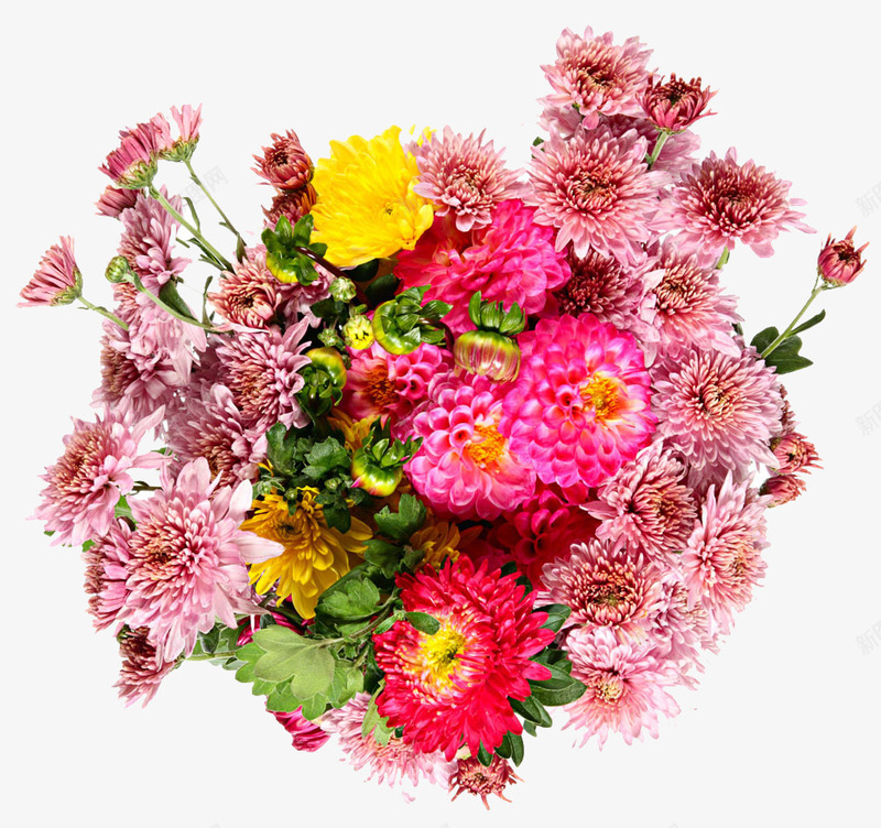 菊花花束png免抠素材_新图网 https://ixintu.com 花卉 花束 菊花