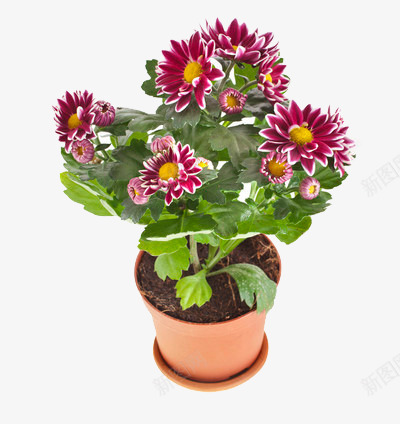 一盆盛开的玫红色的菊花png免抠素材_新图网 https://ixintu.com 玫红 盆栽 种植 菊花