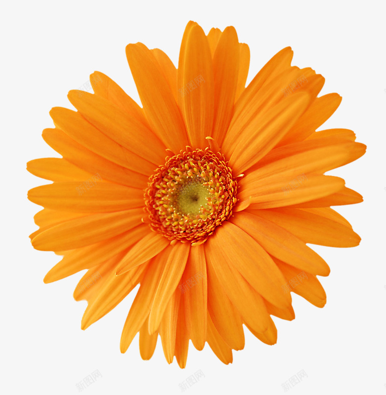 黄色菊花花瓣png免抠素材_新图网 https://ixintu.com 花瓣 菊花 黄色