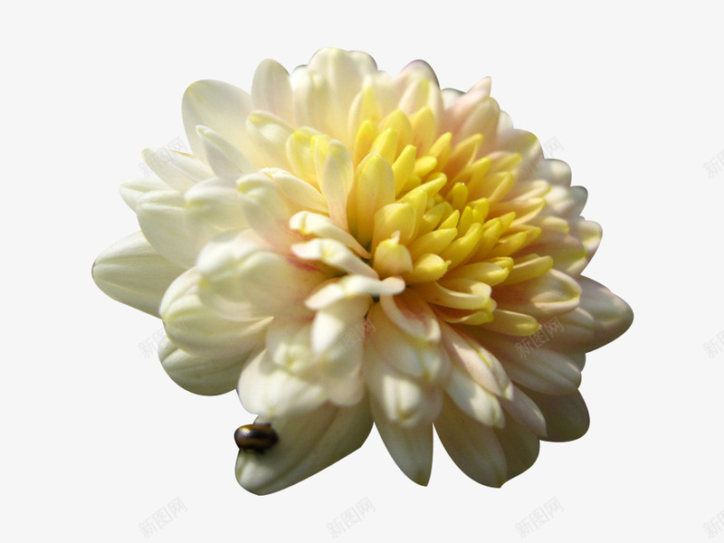 瓢虫和杭白菊png免抠素材_新图网 https://ixintu.com 杭白菊 瓢虫 瓢虫和杭白菊图片素材免费下载 花卉 花朵 菊花