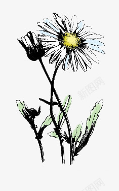 手绘菊花png免抠素材_新图网 https://ixintu.com 手绘 绘画 菊花 雏菊