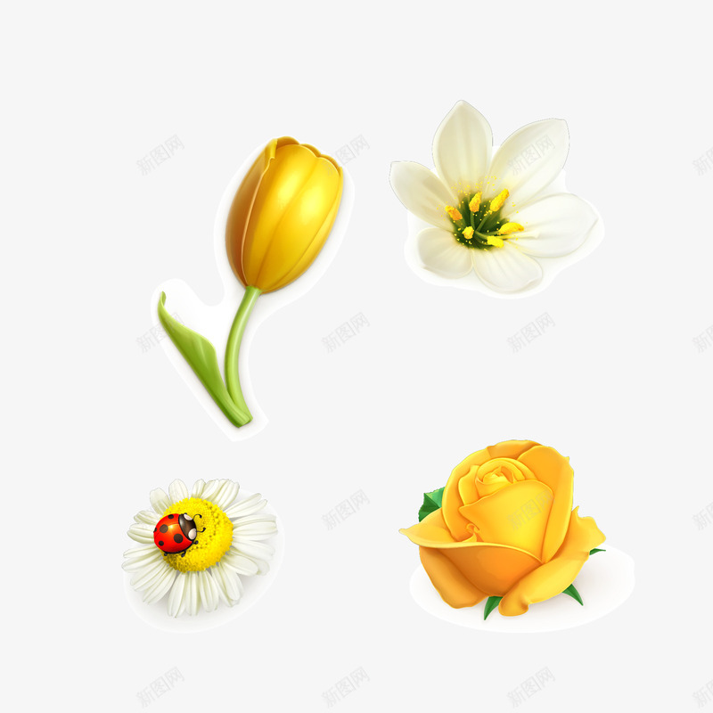 各式郁金香玫瑰花卉png免抠素材_新图网 https://ixintu.com 玫瑰 瓢虫 花卉 菊花 郁金香