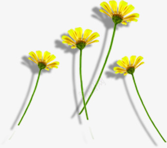 摄影合成黄色的菊花效果png免抠素材_新图网 https://ixintu.com 合成 摄影 效果 菊花 黄色
