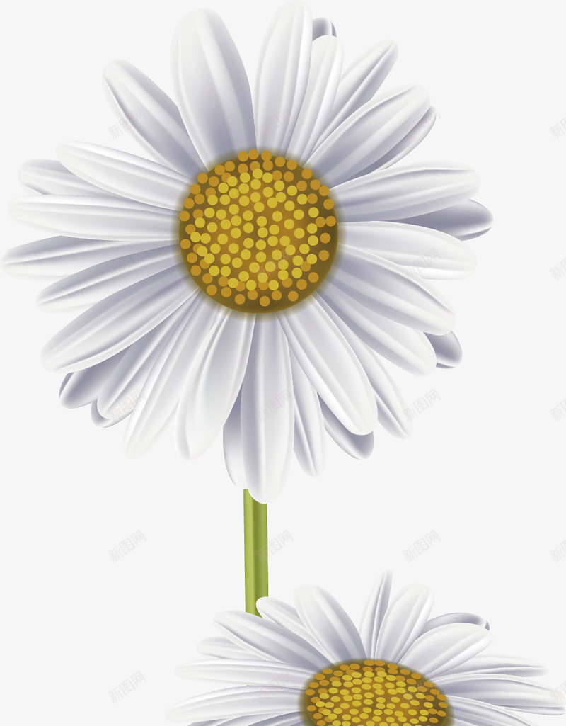 精美白色菊花矢量图ai免抠素材_新图网 https://ixintu.com 一束菊花 植物 白色 白菊花 精美 花 花朵 菊花 矢量图