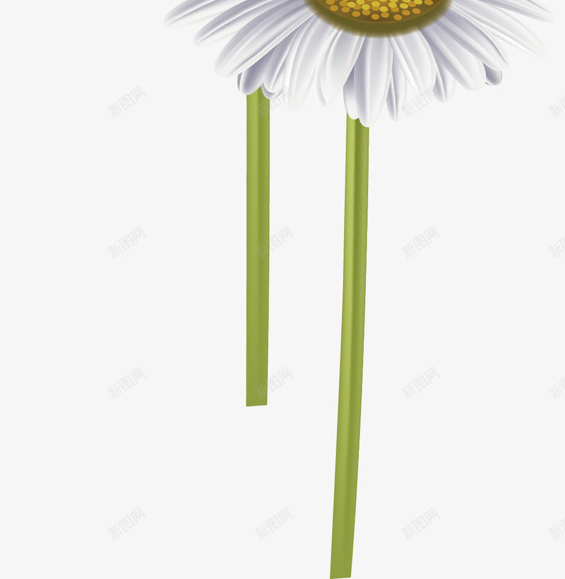 精美白色菊花矢量图ai免抠素材_新图网 https://ixintu.com 一束菊花 植物 白色 白菊花 精美 花 花朵 菊花 矢量图