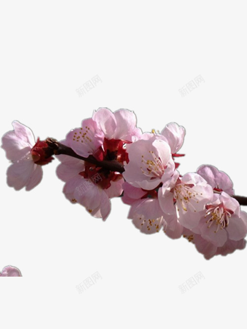漂亮的杏花png免抠素材_新图网 https://ixintu.com 产品实物 好看的杏花 小杏花 粉色的杏花