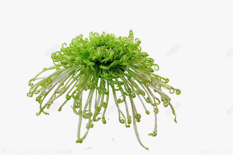 绿色菊花png免抠素材_新图网 https://ixintu.com PSD psd 免抠 菊花