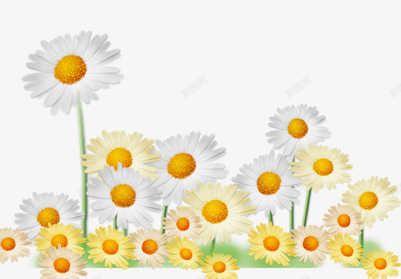 菊花装饰图png免抠素材_新图网 https://ixintu.com 绿色植物装饰菊花