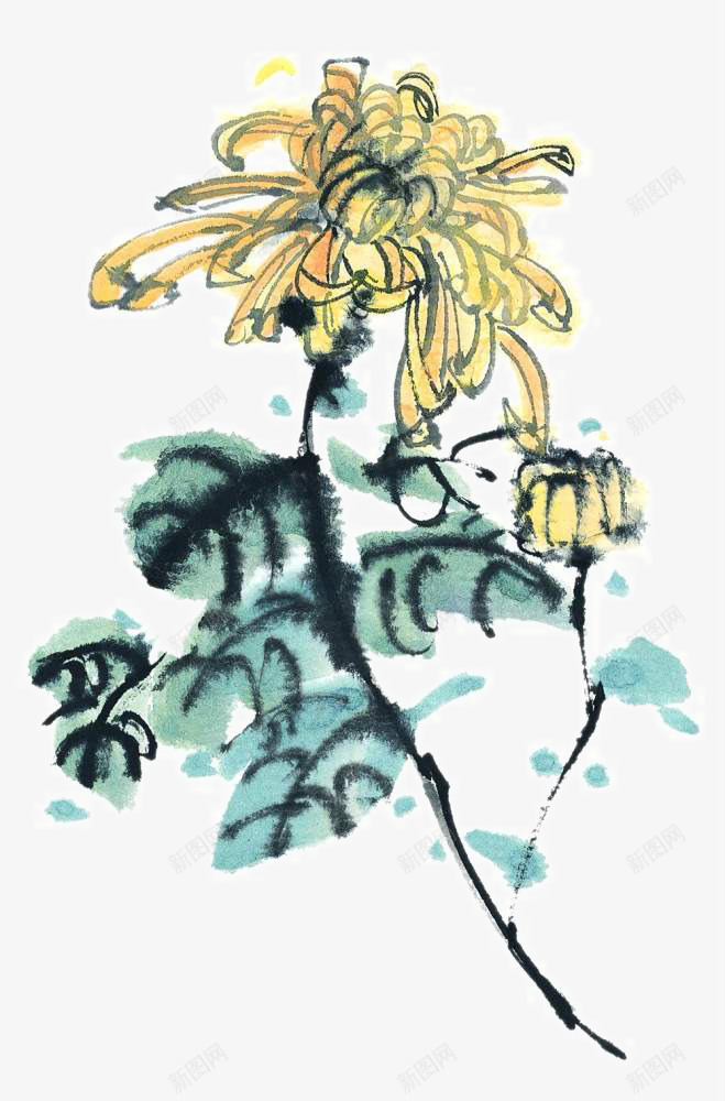 写意菊花png免抠素材_新图网 https://ixintu.com 中国画 中国风装饰 写意国画 国画 国粹 大写意 宣纸国画 彩墨国画 浓墨淡彩 画 画集