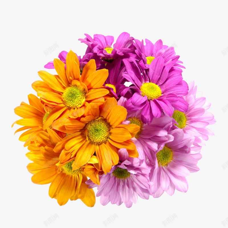 橙色和紫色菊花png免抠素材_新图网 https://ixintu.com 实物 枸杞菊花 植物 橙色和紫色菊花 花瓣 菊花 菊花特写 雏菊 鲜花盛开