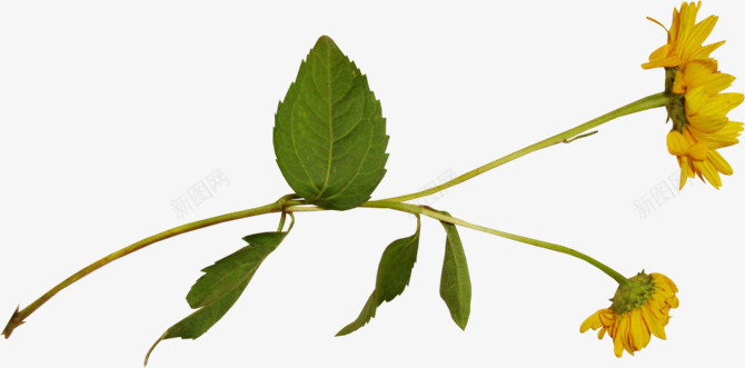 菊花一枝菊花花朵装饰png免抠素材_新图网 https://ixintu.com 一枝 花朵 菊花 装饰