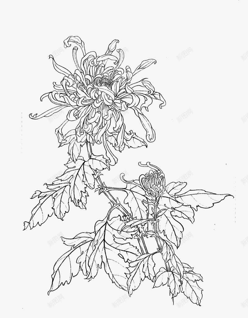 白描菊花png免抠素材_新图网 https://ixintu.com 白描 秋季 菊花茶