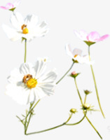 白色唯美清新模糊花朵png免抠素材_新图网 https://ixintu.com 模糊 清新 白色 花朵