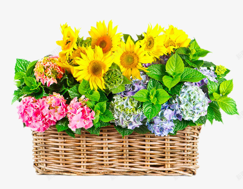 篮子里的非洲菊png免抠素材_新图网 https://ixintu.com png图片 免费png元素 向日葵 花卉 花朵 菊花 装饰 装饰素材 高清免费png