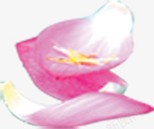 模糊花瓣美景夏季png免抠素材_新图网 https://ixintu.com 夏季 模糊 美景 花瓣