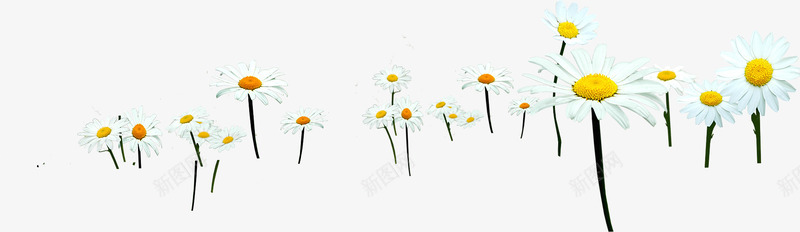 清新菊花png免抠素材_新图网 https://ixintu.com 唯美 春季 清新 白色 花朵 菊花 装饰 配图