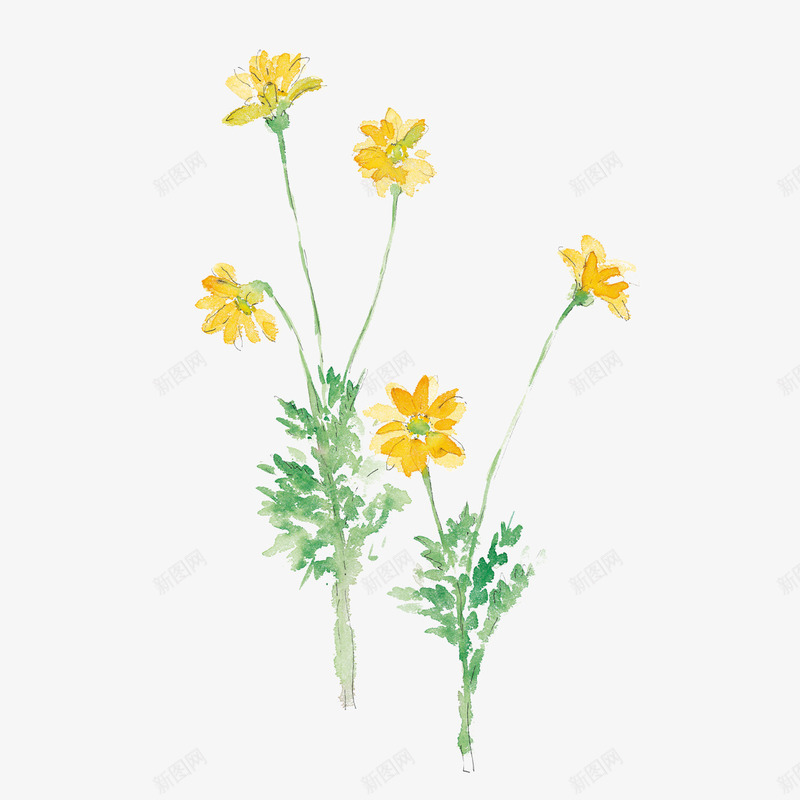 手绘黄色艺术菊花png免抠素材_新图网 https://ixintu.com 手绘 手绘黄色艺术菊花 植物 艺术菊花 黄色