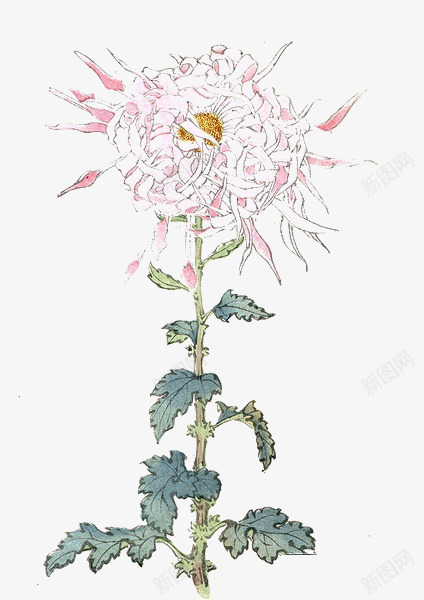 手绘花卉png免抠素材_新图网 https://ixintu.com 手绘元素 花朵 花素材 菊花 重阳素材 重阳节