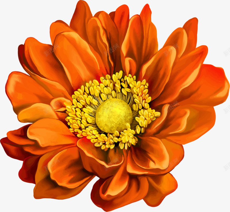 橙色菊花png免抠素材_新图网 https://ixintu.com 橙色 漂亮 菊花 鲜花