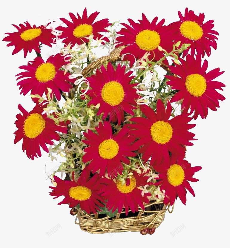 红色菊花花束png免抠素材_新图网 https://ixintu.com 实物 红色 花束 花篮 菊花