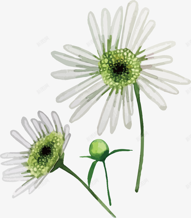 水彩手绘小菊花png免抠素材_新图网 https://ixintu.com 手绘 水彩 白色 花卉 野菊花