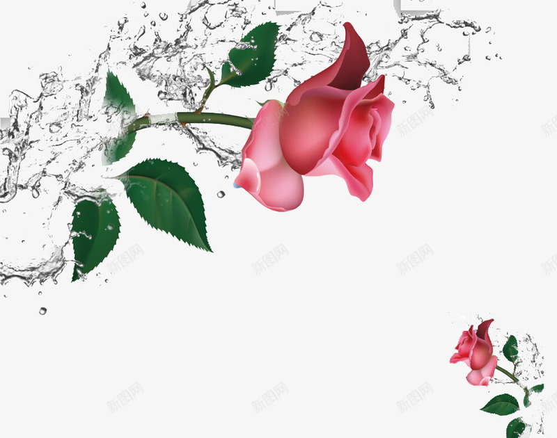 水花和玫瑰psd免抠素材_新图网 https://ixintu.com 水纹 水花 玫瑰