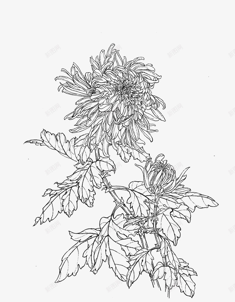 菊花png免抠素材_新图网 https://ixintu.com 白描 花卉线稿 菊花