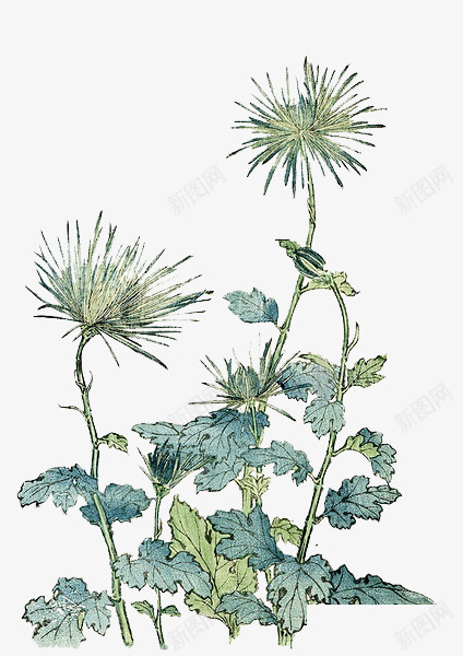 手绘花卉png免抠素材_新图网 https://ixintu.com 手绘元素 花 花朵 花素材 菊花 重阳素材 重阳节