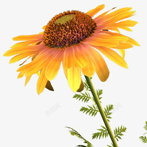 黄色小菊花png免抠素材_新图网 https://ixintu.com 小菊花 漂亮 花朵 黄色