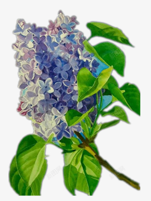 漂亮的风信子花png免抠素材_新图网 https://ixintu.com 产品实物