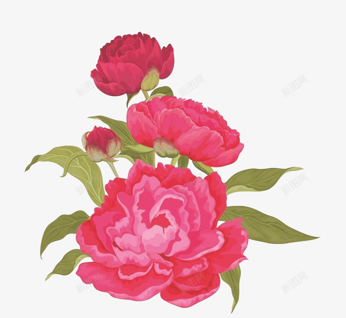 红色牡丹花png免抠素材_新图网 https://ixintu.com 牡丹花 粉色 红色 花朵