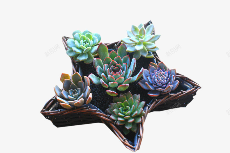 多肉植物花卉五角星盆栽png免抠素材_新图网 https://ixintu.com 五角星 多肉植物 植物 植物盆栽 白牡丹 紫珍珠 花卉