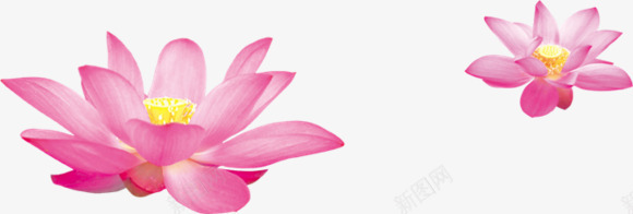 红色牡丹花水彩牡丹花png免抠素材_新图网 https://ixintu.com 水彩 牡丹花 红色