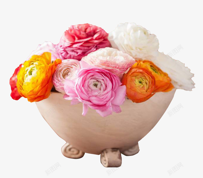 欧式花盆装的彩色洋牡丹png免抠素材_新图网 https://ixintu.com 彩色 欧式花盆 洋牡丹 花毛茛 芹菜花 草本花卉 陆莲花