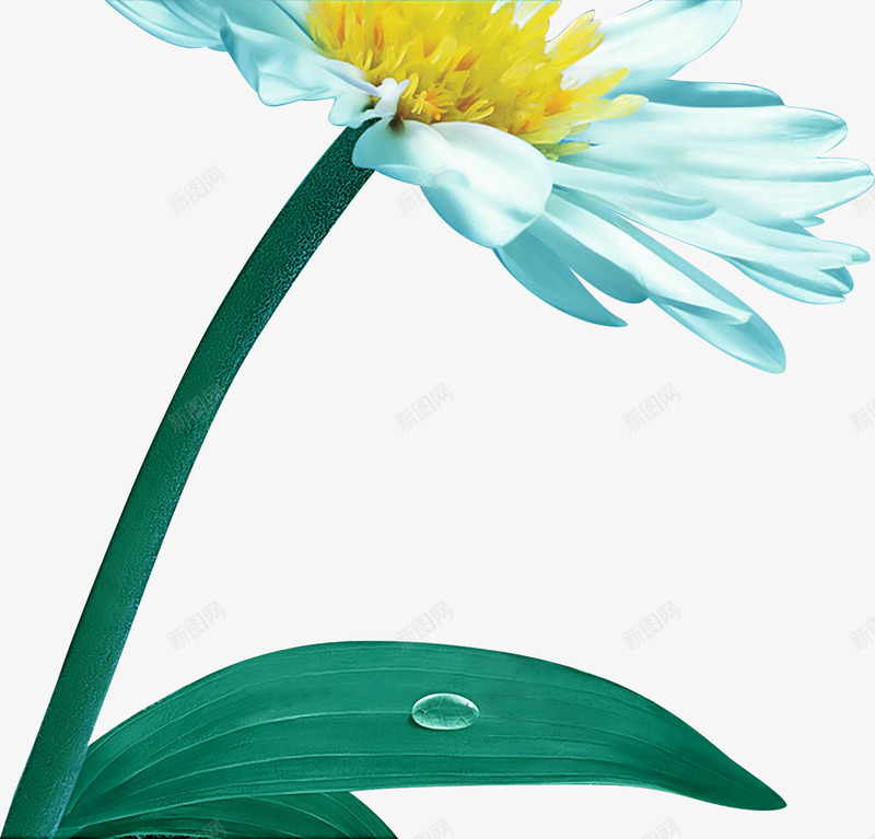 白色牡丹花夏天png免抠素材_新图网 https://ixintu.com 夏天 牡丹花 白色