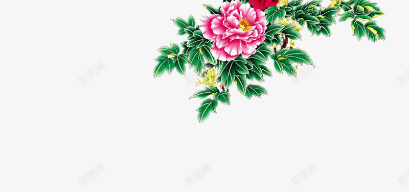 花卉牡丹花牡丹花png免抠素材_新图网 https://ixintu.com 牡丹 牡丹花 花 花卉