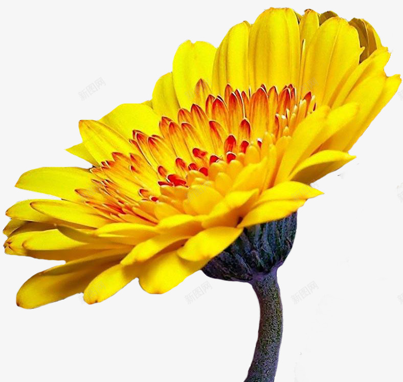 好好看的太阳花png免抠素材_新图网 https://ixintu.com 太阳 好看 美丽 花花